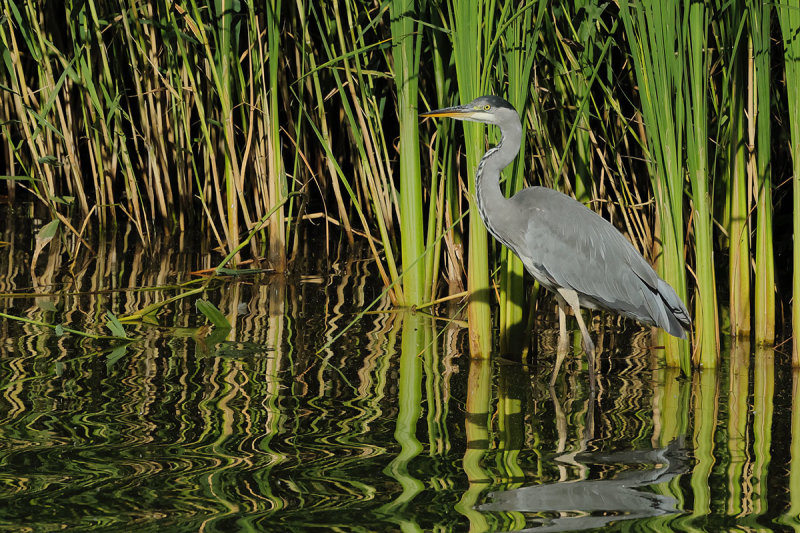 Grey Heron (Ardea cinerea)