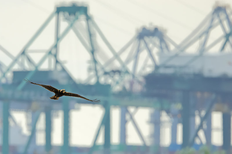 Western Marsh Harrier (Circus aeruginosus)
