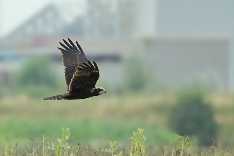 Western Marsh Harrier (Circus aeruginosus)