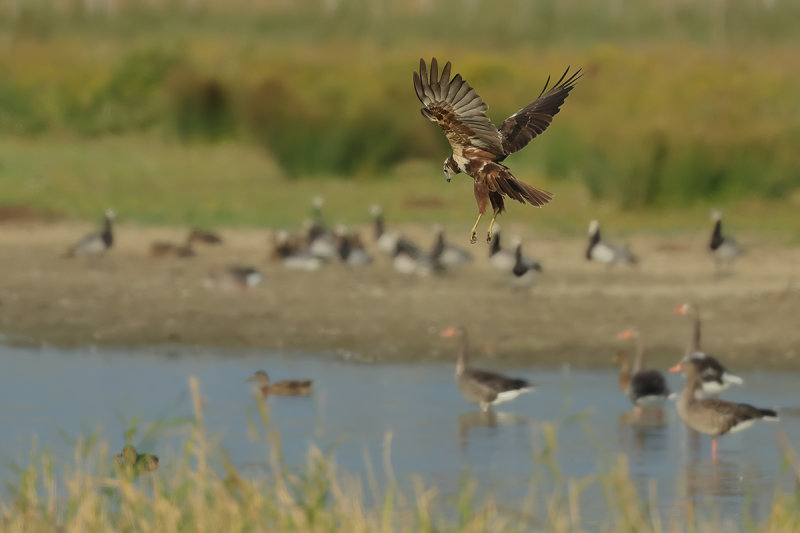 Western Marsh Harrier (Circus aeruginosus)