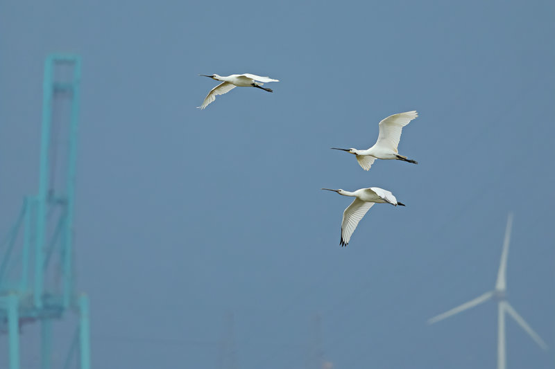 Eurasian Spoonbill (Platalea leucorodia)