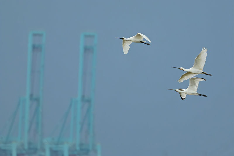 Eurasian Spoonbill (Platalea leucorodia)