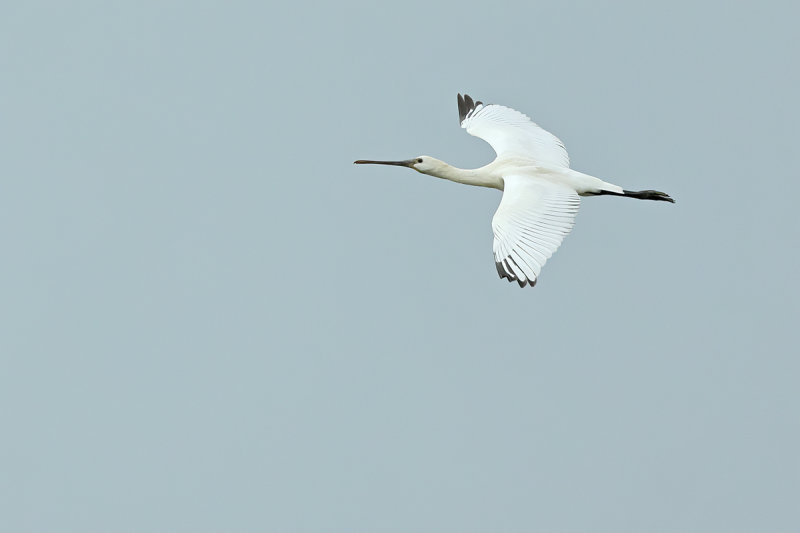Eurasian Spoonbill (Platalea leucorodia)