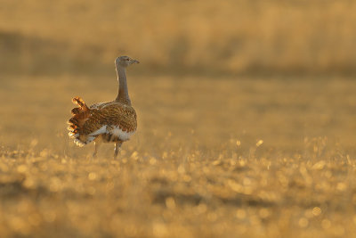 Gallery Great Bustard