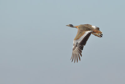 Great Bustard ( Otis tarda)