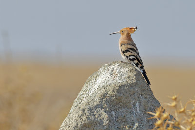 Hoopoe (Upupa epops)