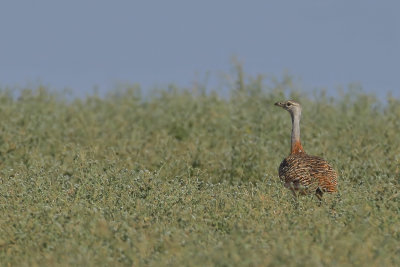 Great Bustard (Otis tarda)