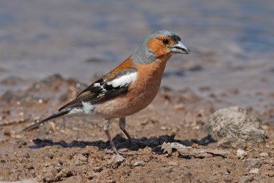 Gallery Chaffinch