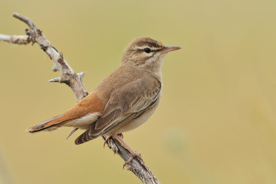 Gallery Rufous Bush Robin