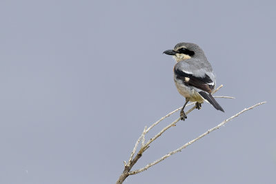 Gallery Iberian Grey Shrike