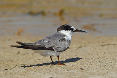 Gallery Saunders’s Tern