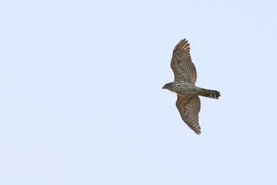 g12/83/944883/3/157876534.Jl20SnZP.jpg
