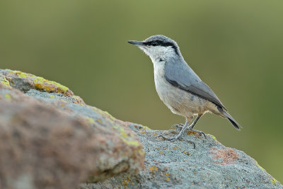 Rock Nuthatch (Sitta neumayer)