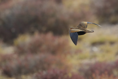 Black-bellied sandgrouse (Pterocles orientalis)