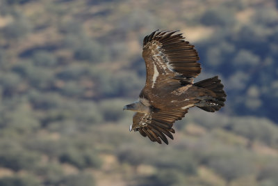 Griffon Vulture (Gyps fulvus)