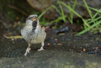 House Sparrow  (Passer domesticus) 
