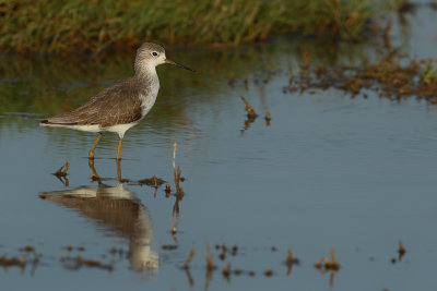 Marsh Sandpiper (Tringa stagnatilis) 