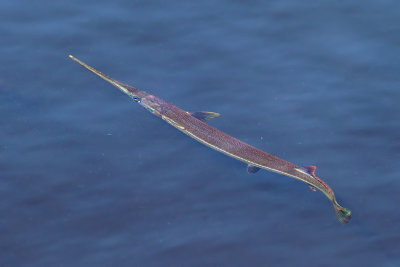 Atlantic Needlefish (Strongylura marina)