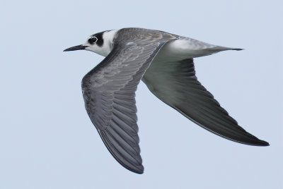 Gallery Black Tern