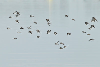 Common Ringed Plover (Charadrius hiaticula) 