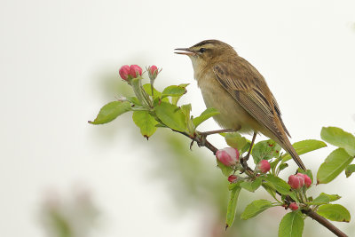 Gallery Sedge Warbler