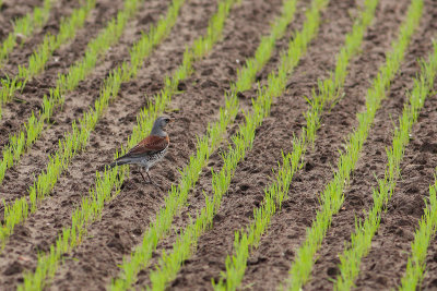 Fieldfare (Turdus pilaris)