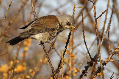 Gallery Fieldfare