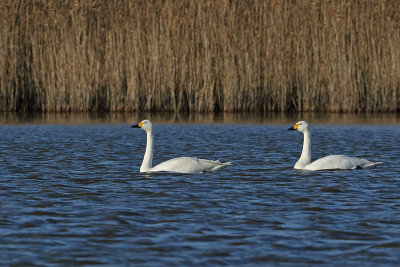 Gallery Bewick's Swan
