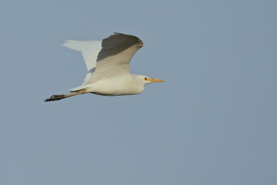 Cattle Egret (Bubulcus ibis)