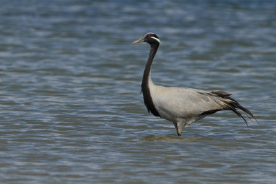 Demoiselle Crane, Anthropoides virgo