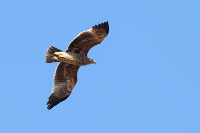g12/83/944883/3/170898375.moOJmHHX.jpg