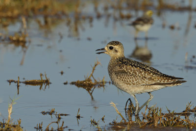 Gallery Pacific Golden Plover