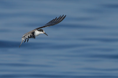 White -cheeked Tern (Sterna repressa)