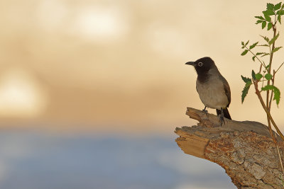 Gallery Yellow - vented Bulbul