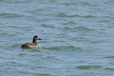 Velvet Scoter (Melanitta fusca)