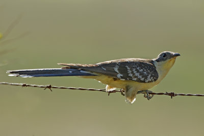 Great Spotted Cuckoo (Clamator glandarius) 