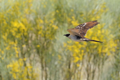 Great Spotted Cuckoo (Clamator glandarius) 