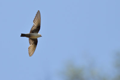 Crag Martin (Ptyonoprogne rupestris)