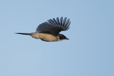 Iberian Magpie (Cyanopica cooki)