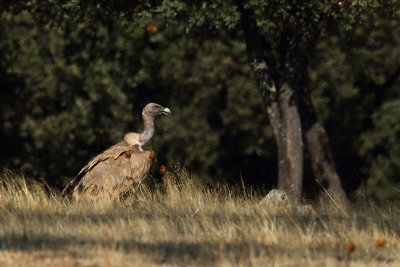 Griffon vulture (Gyps fulvus)