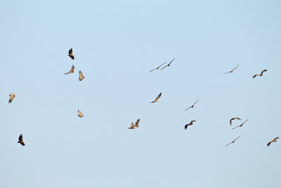 Griffon vulture (Gyps fulvus)