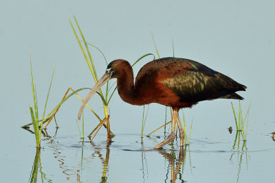 Glossy Ibis (Plegadis falcinellus)