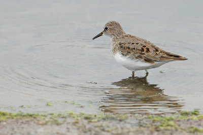 Temmincks Stint (Calidris temminckii)