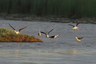 Black-winged Stilt (Himantopus himantopus) 