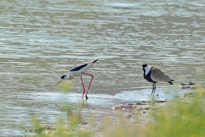 Spur-winged Plover (Vanellus spinosus)