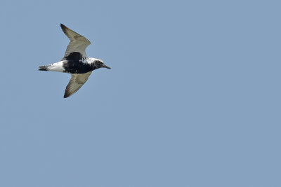 Grey Plover (Pluvialis squatarola) or Black-bellied Plover