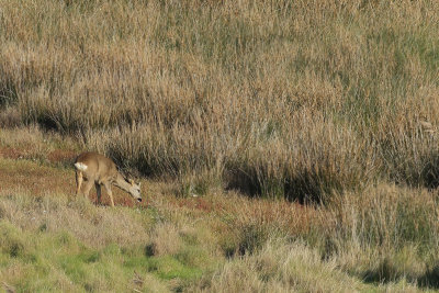 European roe deer (Capreolus capreolus)