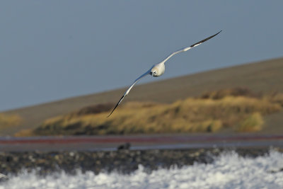 Gallery Gannet