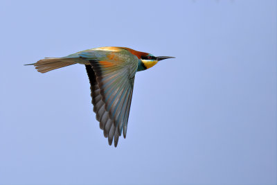 European Bee-eater (Merops apiaster) 