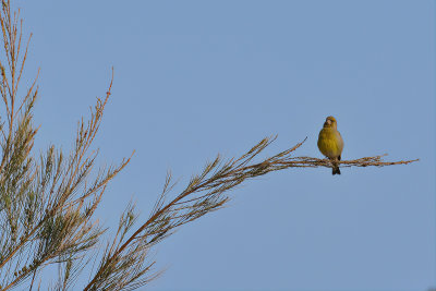 Greenfinch (Carduelis chloris)